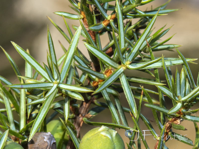 Juniperus communis hemisphaerica.03