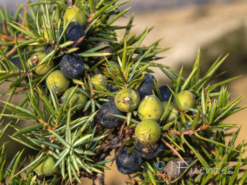 Juniperus communis hemisphaerica.04