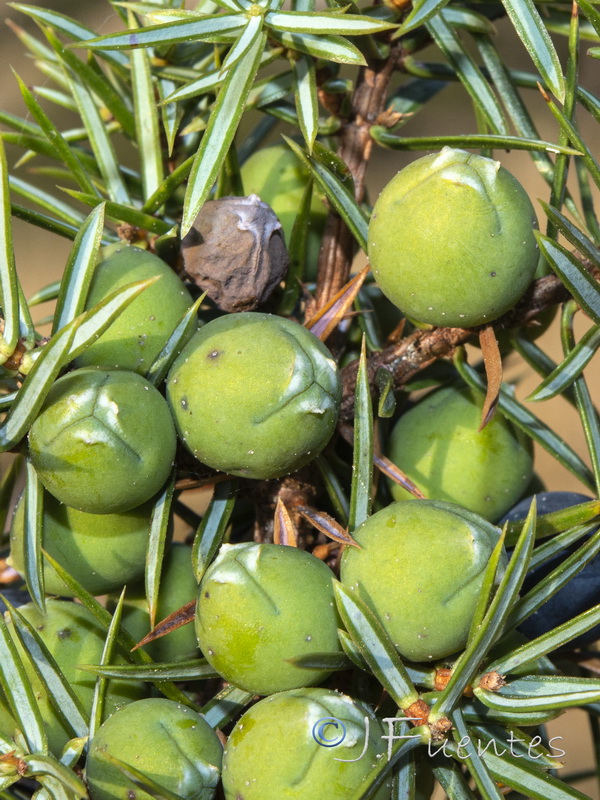 Juniperus communis hemisphaerica.05