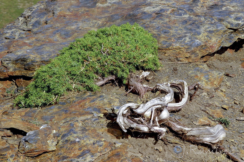 Juniperus communis hemisphaerica.07
