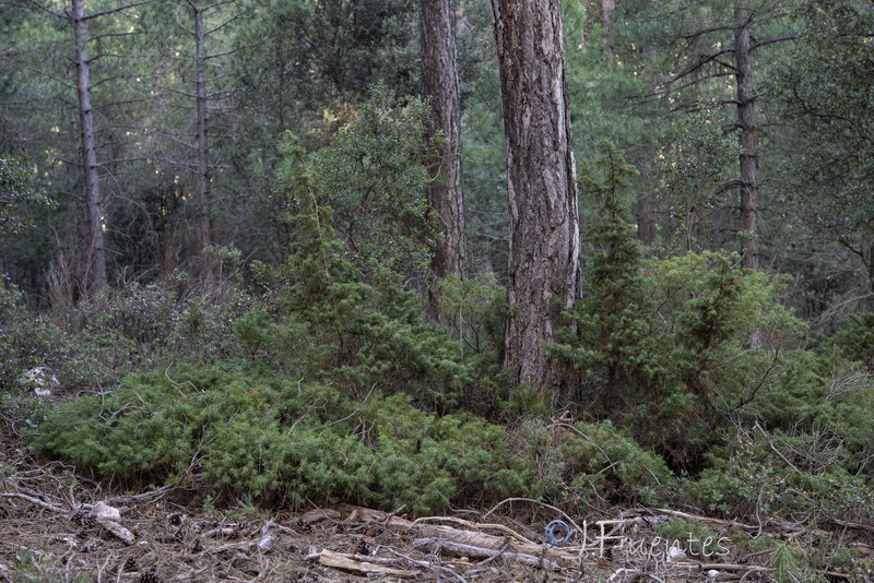 Juniperus communis hemisphaerica.08