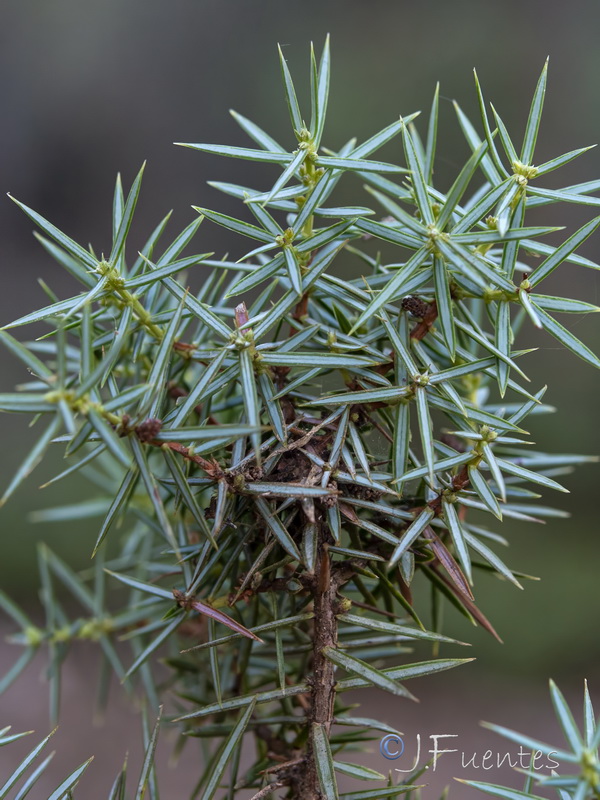 Juniperus communis hemisphaerica.10