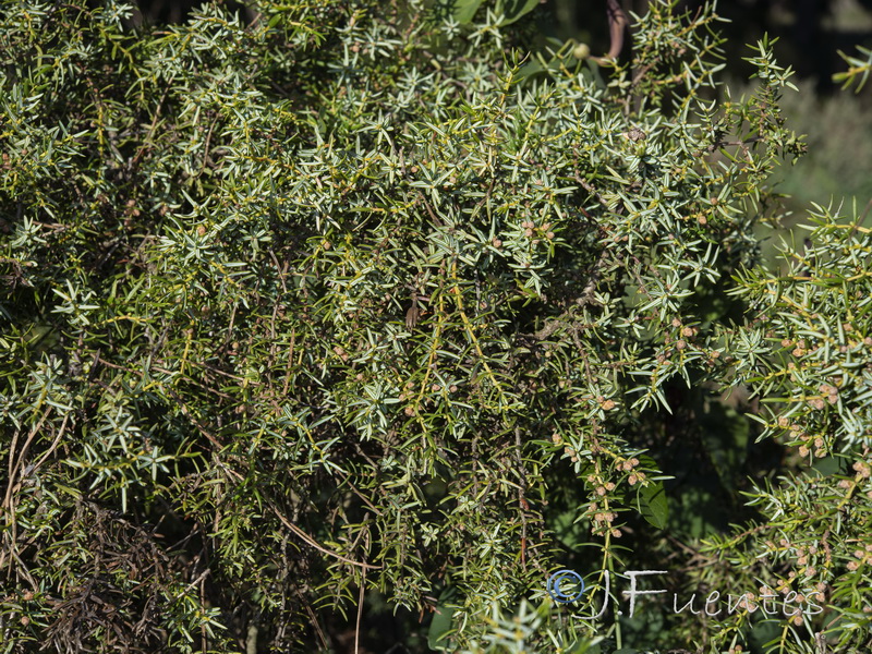 Juniperus navicularis.02