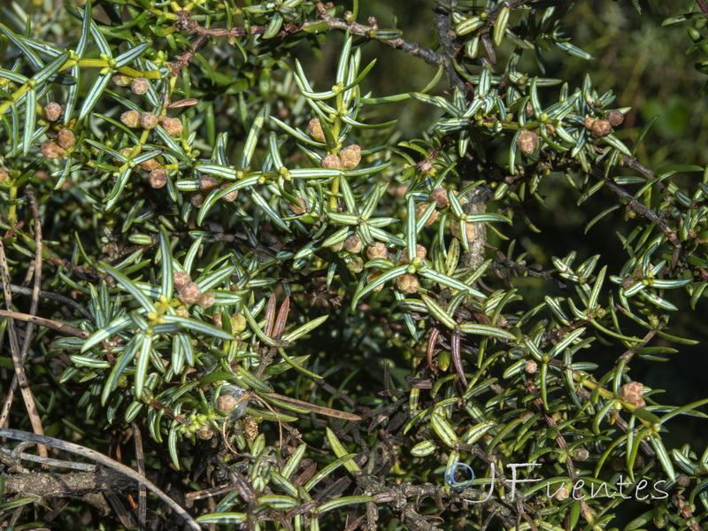 Juniperus navicularis.04