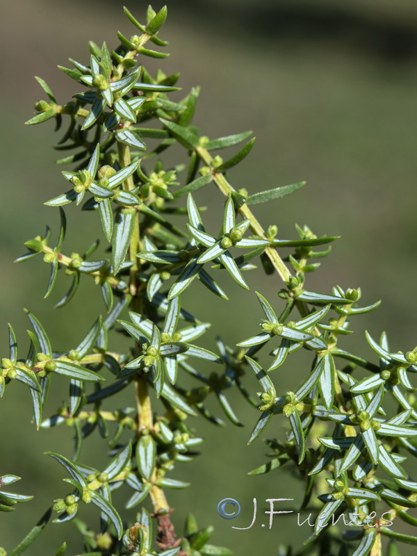 Juniperus navicularis.05