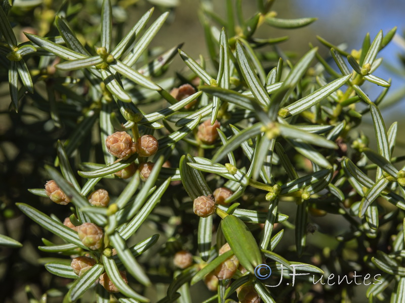 Juniperus navicularis.06