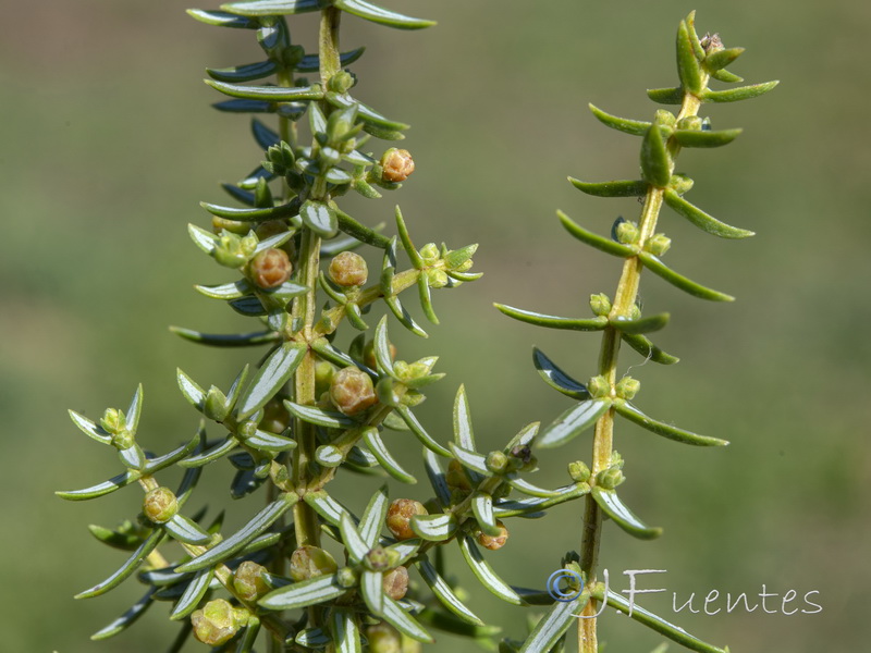 Juniperus navicularis.07