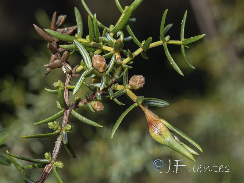 Juniperus navicularis.10