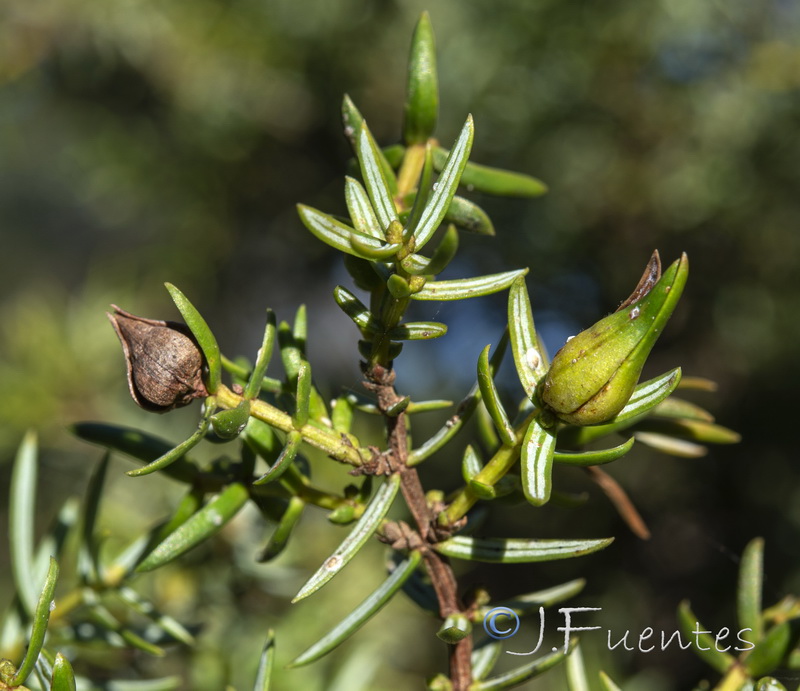 Juniperus navicularis.11
