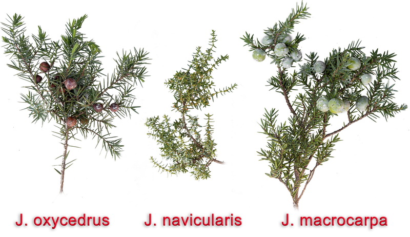 Juniperus navicularis.12