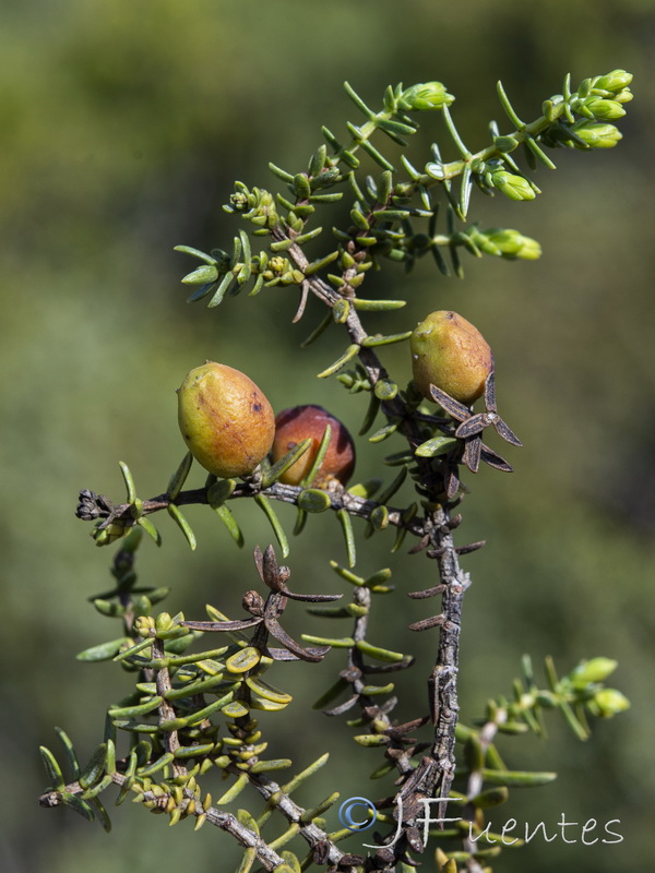 Juniperus navicularis.14