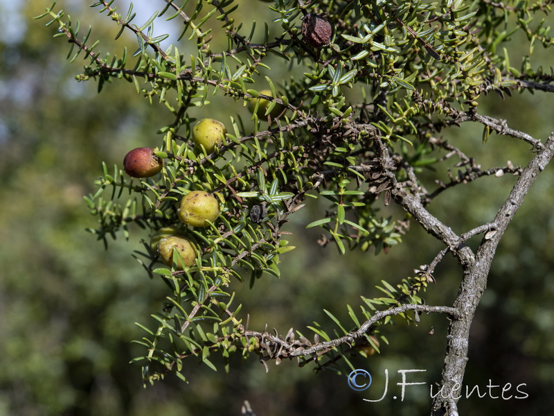 Juniperus navicularis.15