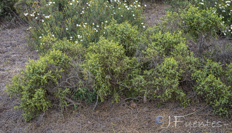 Juniperus navicularis.01