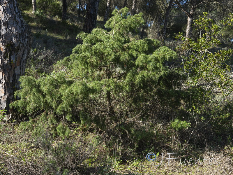 Juniperus oxycedrus.01