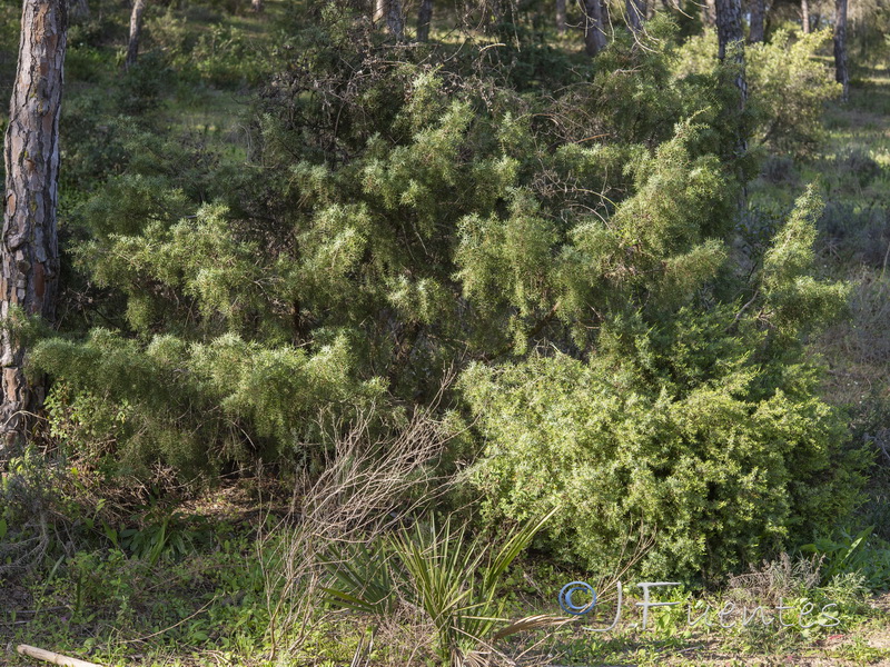 Juniperus oxycedrus.02