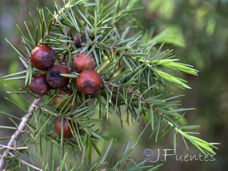 Juniperus oxycedrus.07
