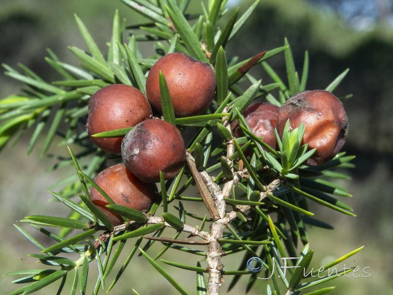 Juniperus oxycedrus.08