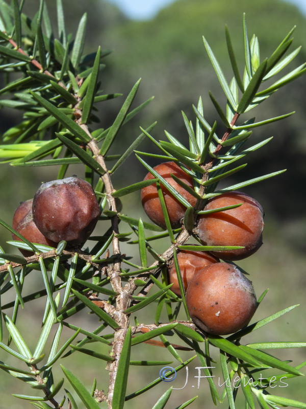 Juniperus oxycedrus.09