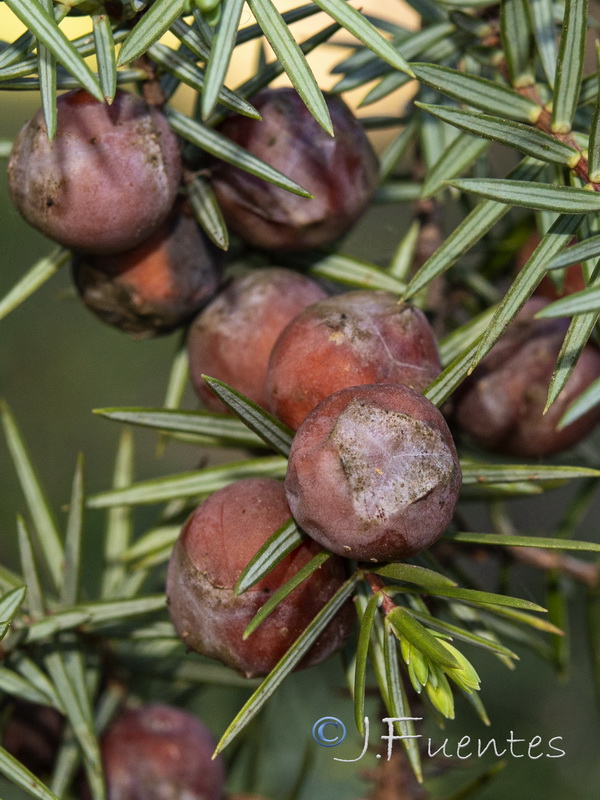 Juniperus oxycedrus.10