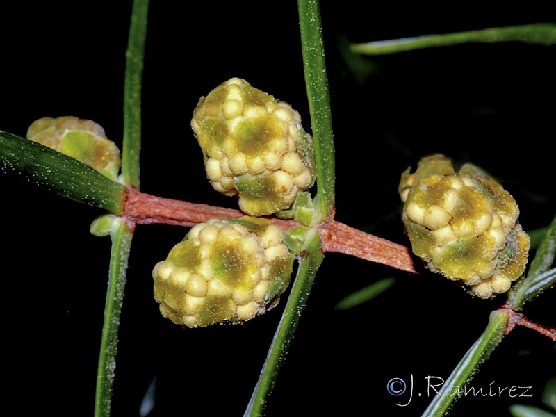 Juniperus oxycedrus.11