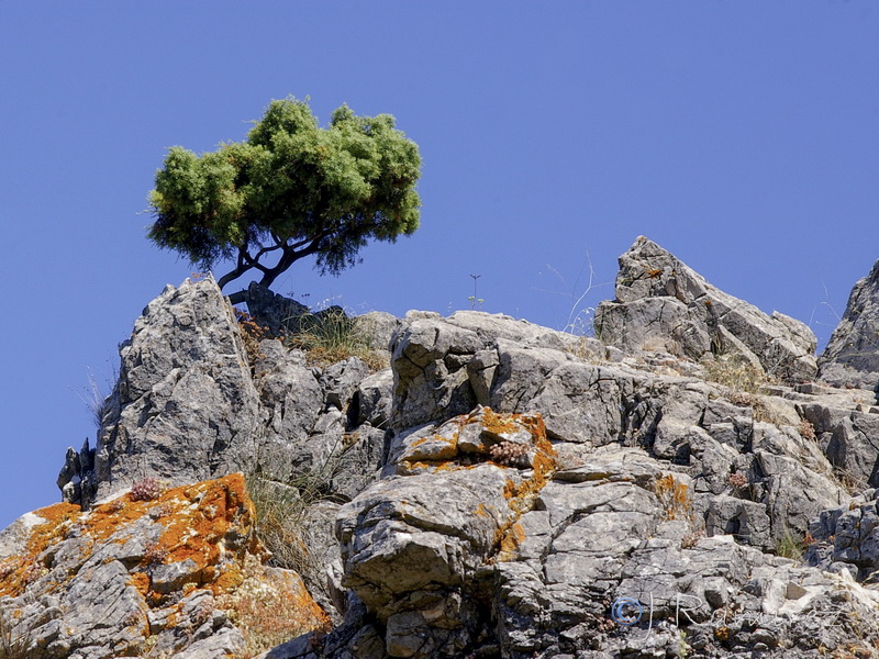 Juniperus oxycedrus.12