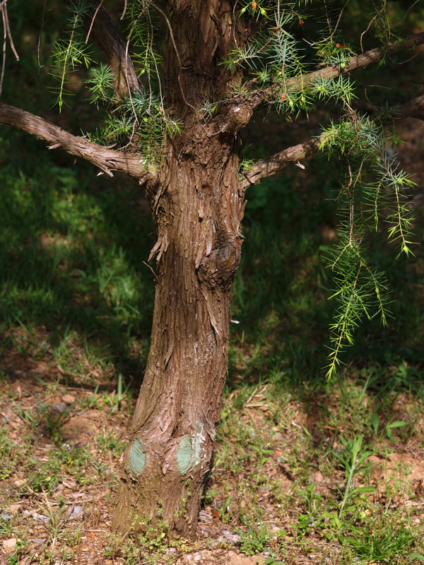 Juniperus oxycedrus badia.01