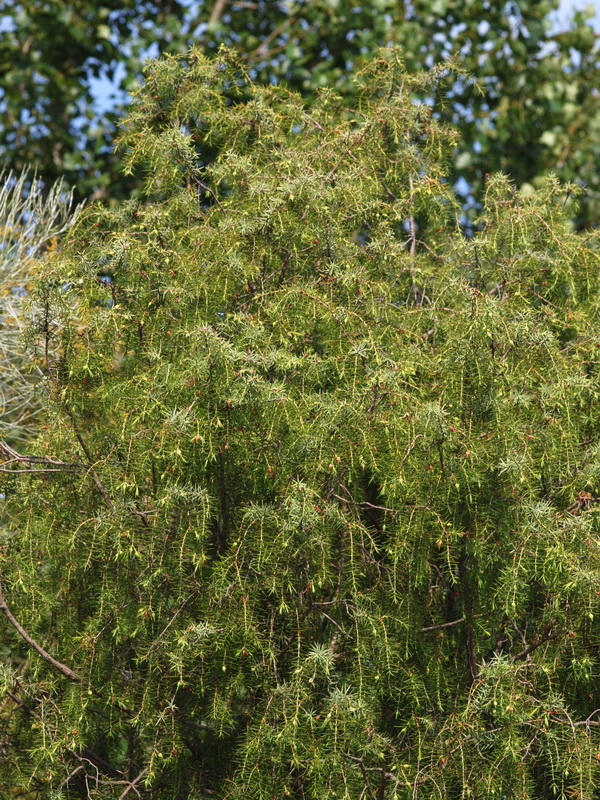 Juniperus oxycedrus badia.02