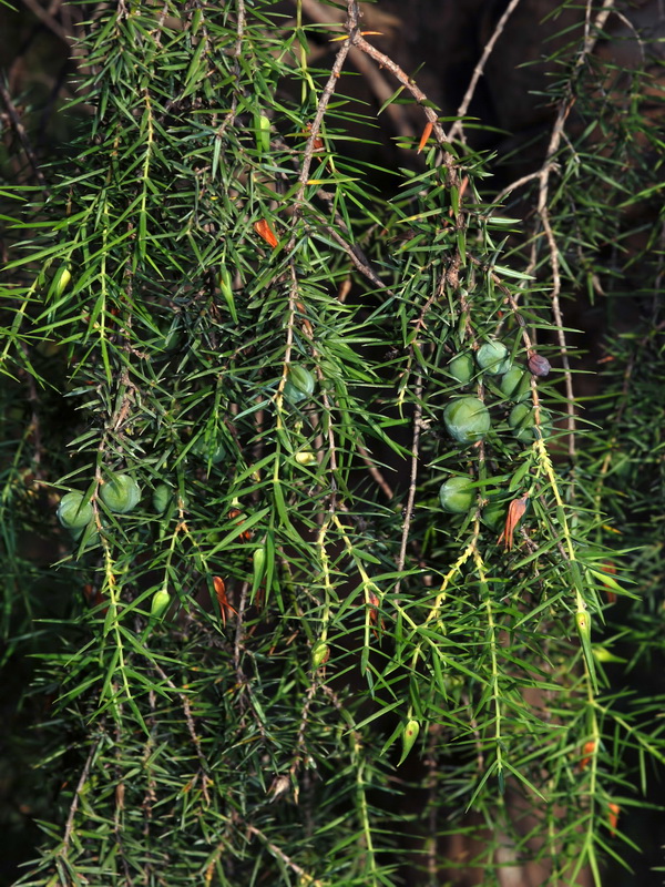 Juniperus oxycedrus badia.05