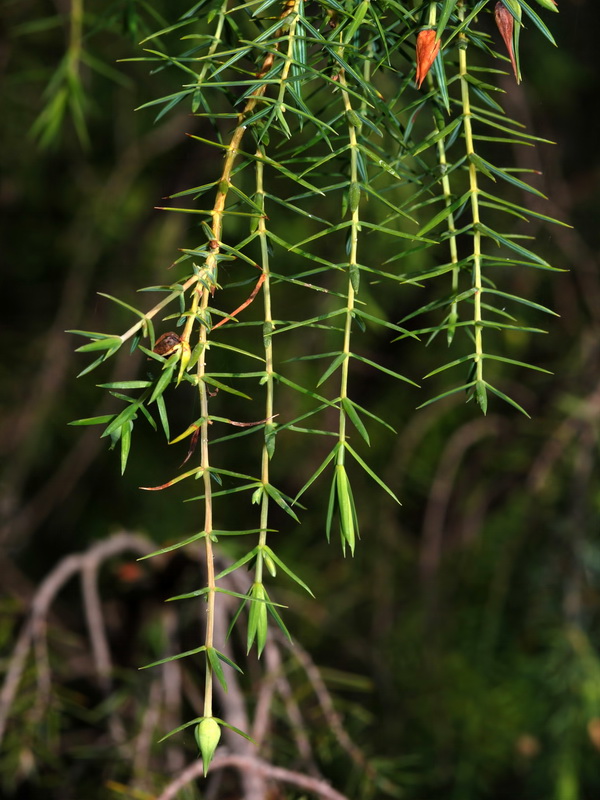 Juniperus oxycedrus badia.06