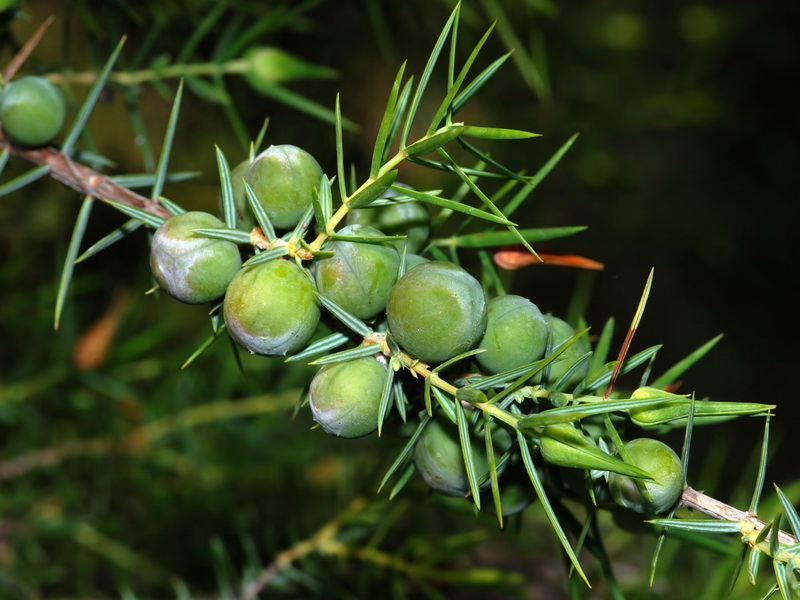 Juniperus oxycedrus badia.07