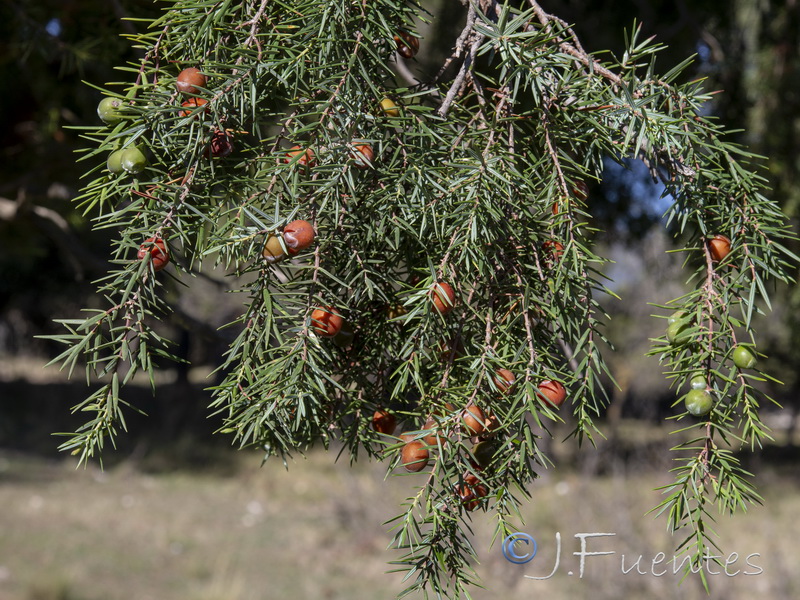 Juniperus oxycedrus badia.08