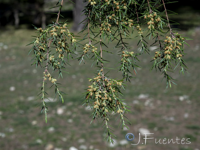 Juniperus oxycedrus badia.11