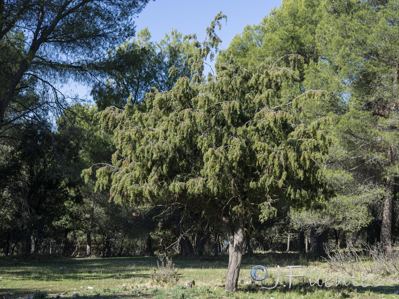 Juniperus oxycedrus badia.12
