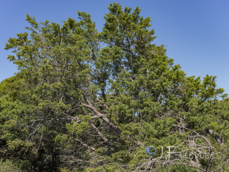 Juniperus oxycedrus macrocarpa.01