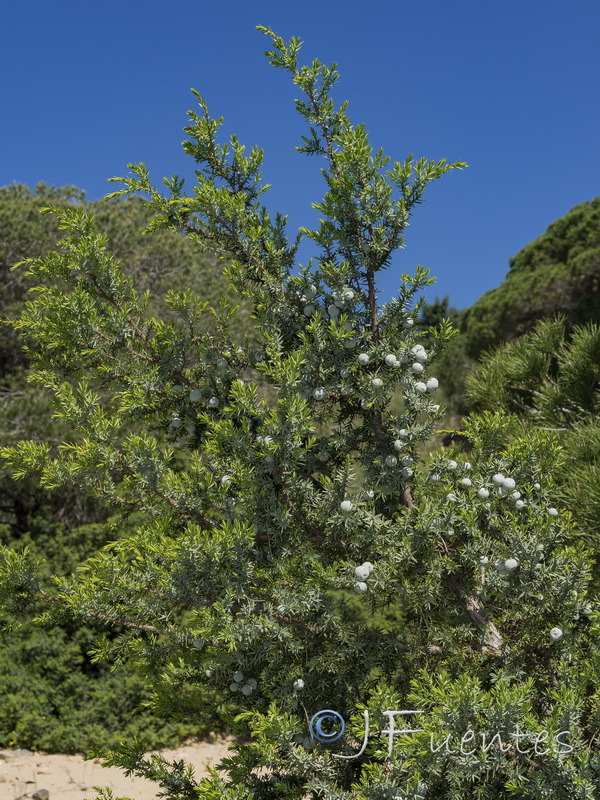 Juniperus oxycedrus macrocarpa.02