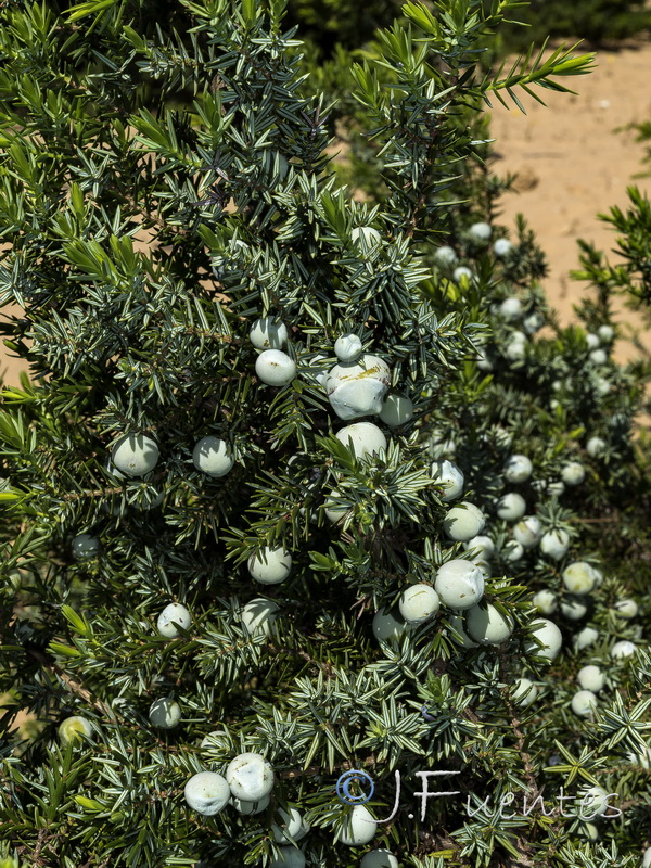 Juniperus oxycedrus macrocarpa.03