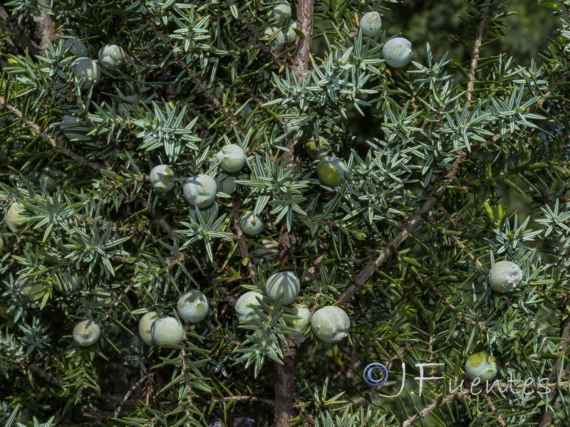 Juniperus oxycedrus macrocarpa.04