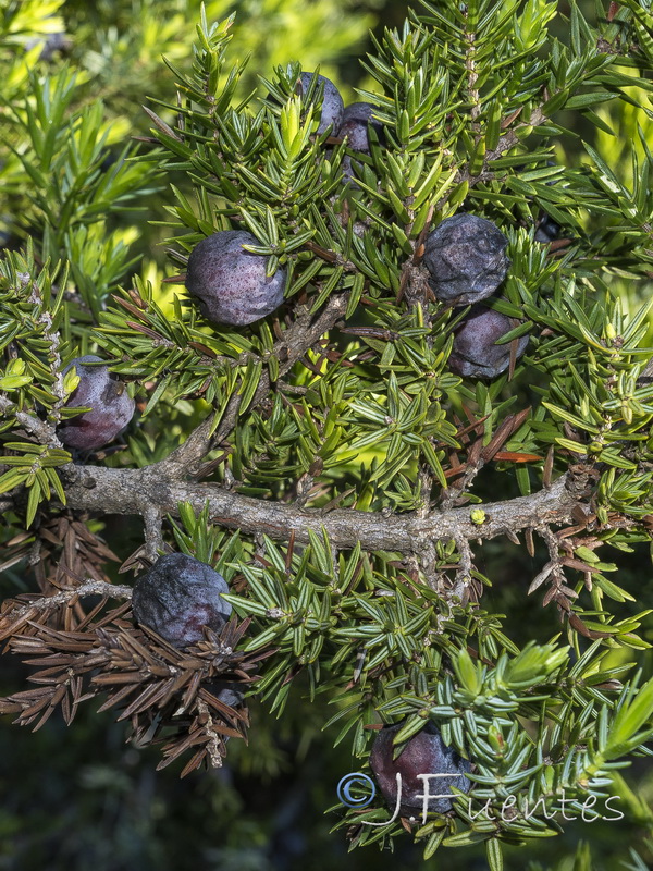 Juniperus oxycedrus macrocarpa.06