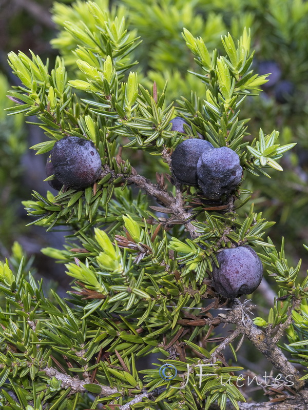 Juniperus oxycedrus macrocarpa.07
