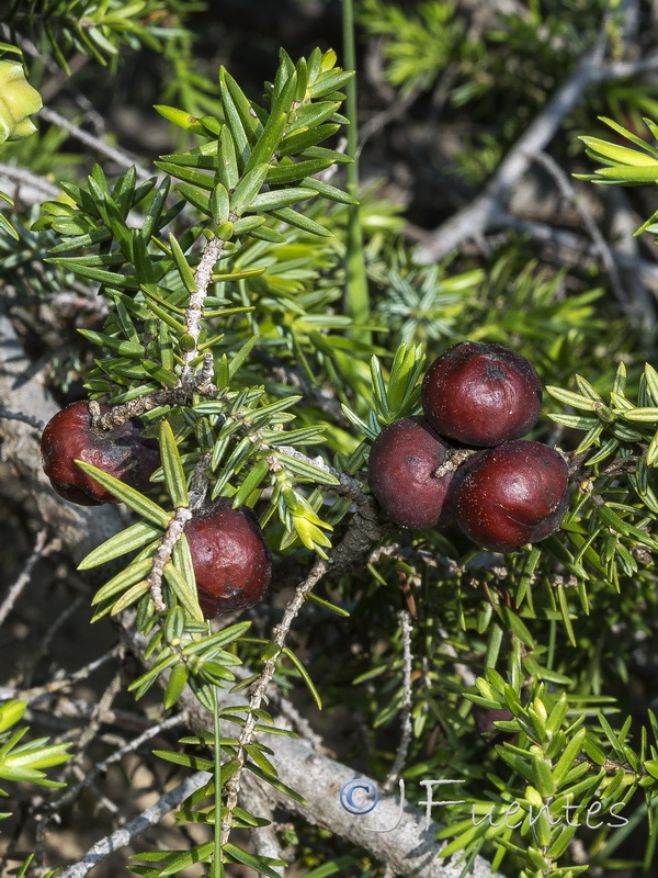 Juniperus oxycedrus macrocarpa.15