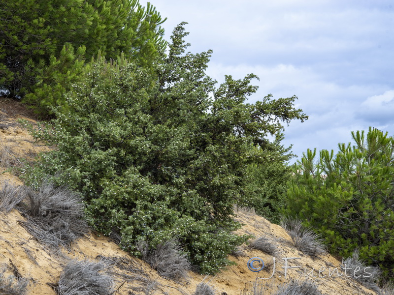 Juniperus oxycedrus macrocarpa.12