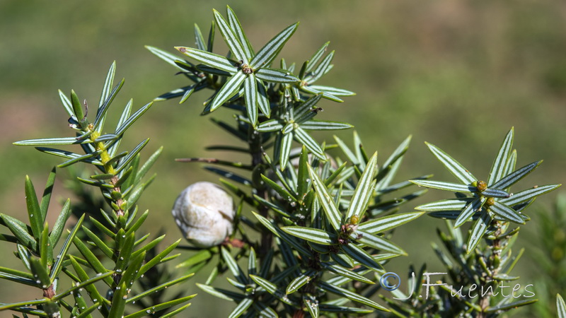 Juniperus oxycedrus macrocarpa.13