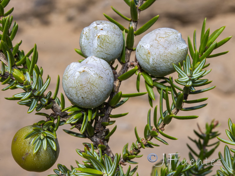 Juniperus oxycedrus macrocarpa.15