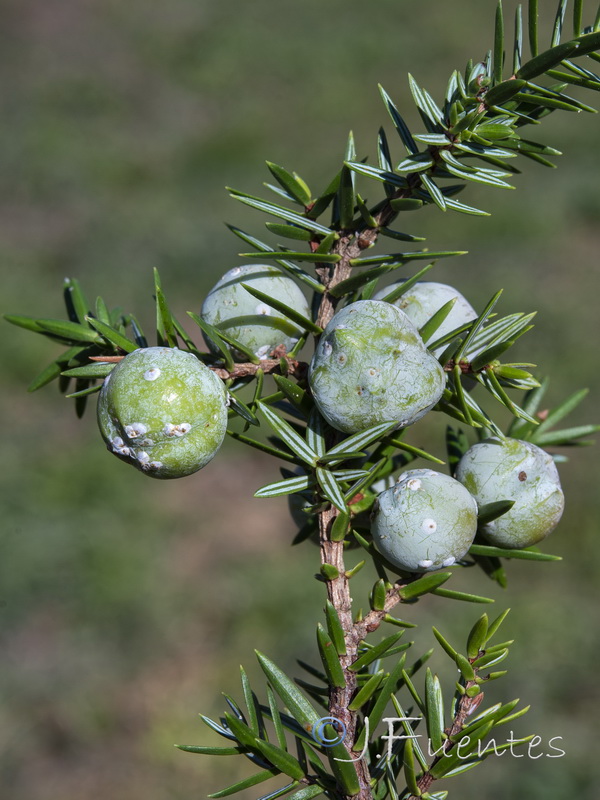 Juniperus oxycedrus macrocarpa.16