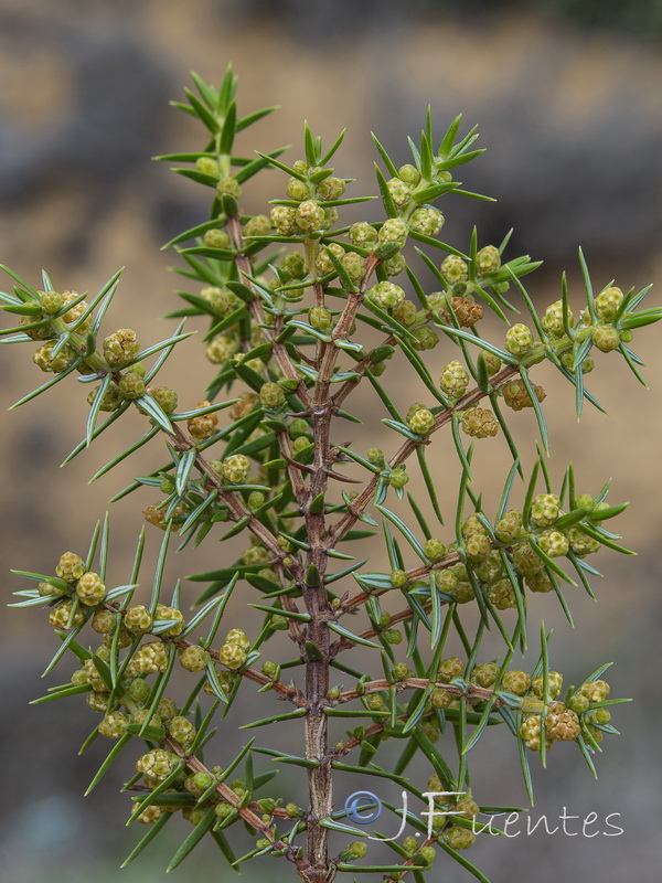 Juniperus oxycedrus macrocarpa.17
