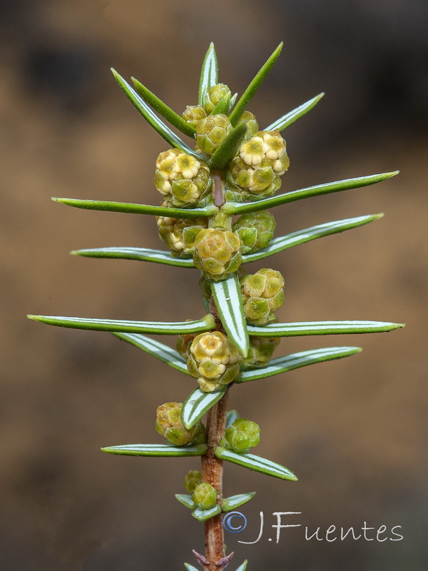 Juniperus oxycedrus macrocarpa.18