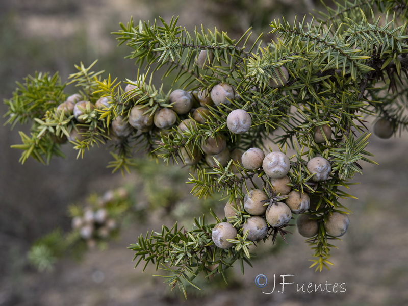 Juniperus oxycedrus macrocarpa.04