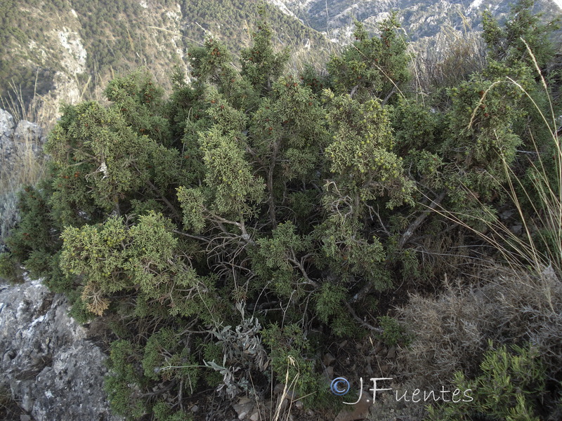 Juniperus phoenicea.01