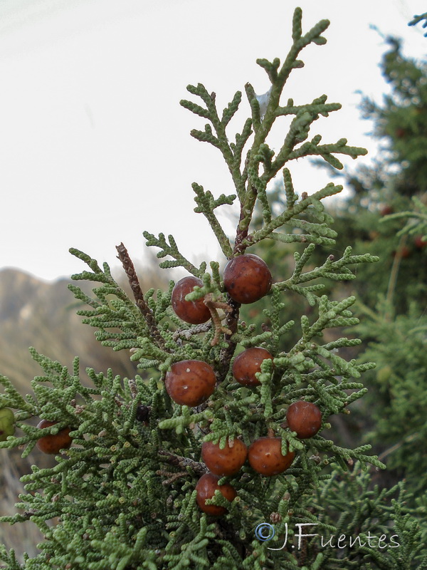 Juniperus phoenicea.02