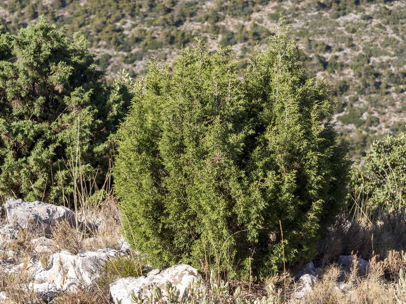 Juniperus phoenicea.03